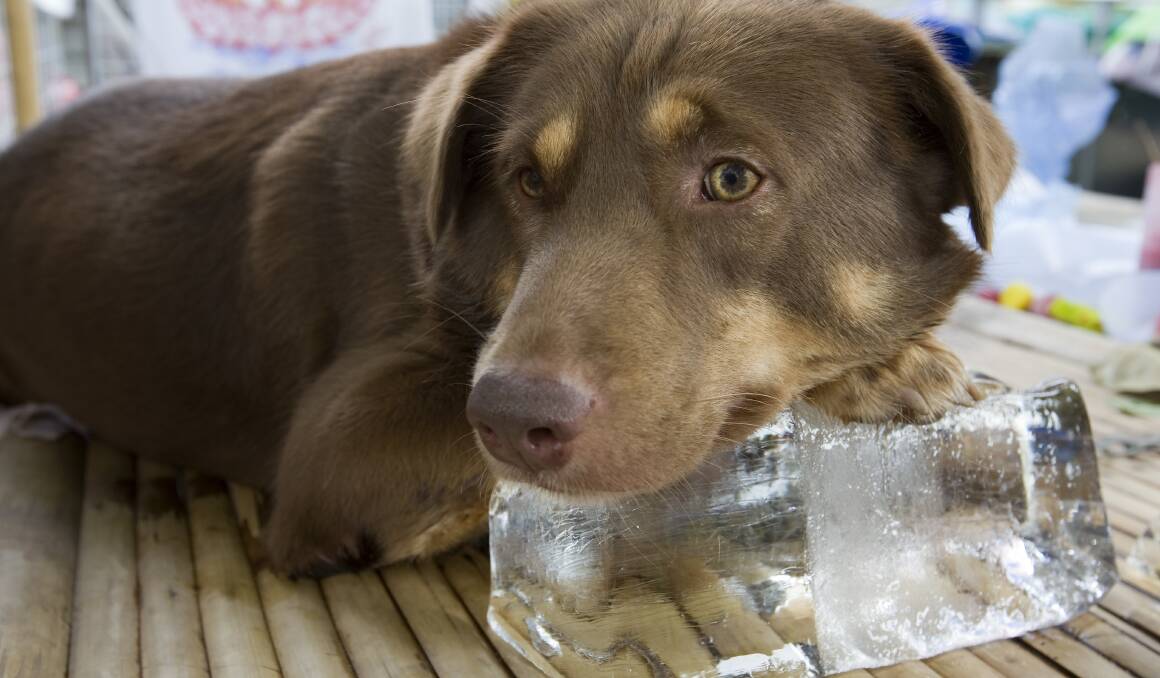 TREAT: Give your pal to a ice block to keep cool during the heat. There are a range of things you can do to make them more comfortable and avoid heat stroke. 