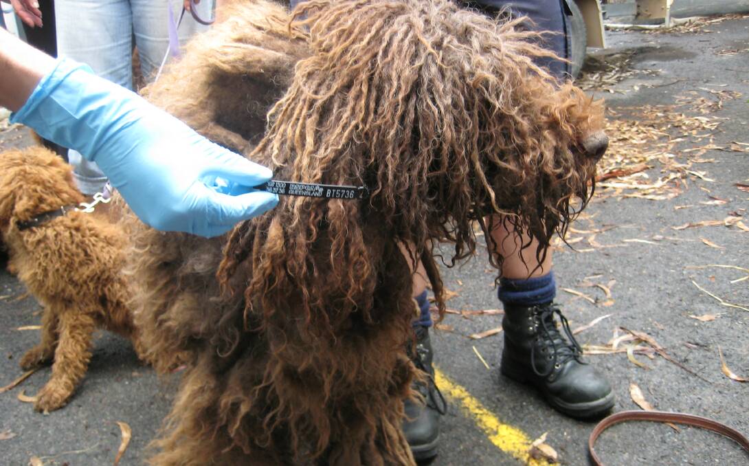 action on puppy farms: A poodle recovered from a Buccan puppy farm.