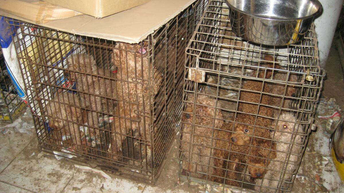GOVERNMENT MOVES ON PUPPY FARMS: Poodles recovered from a Buccan property.