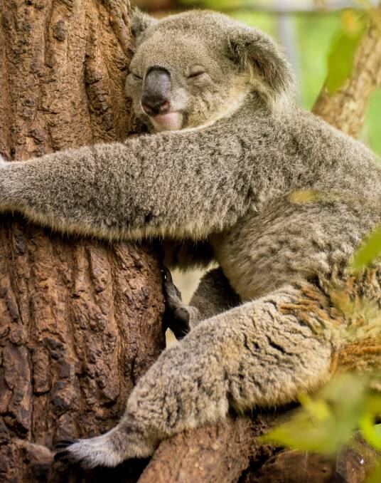 HANG ON TIGHT: Koalas are under pressure in the southeast, with numbers falling rapidly. It is unclear how they are going in much of Logan City and the Scenic Rim.