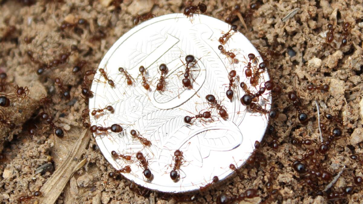 BITING PESTS: Fire ants crawl over a 10c coin. The tiny pests are feared for their stinging bites. They attack domestic stock, pets, wildlife and humans. 