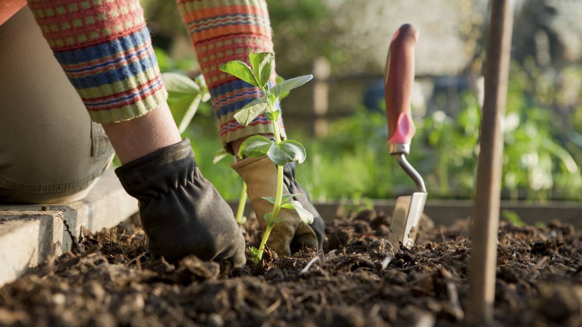 The first rule of sustainable gardening