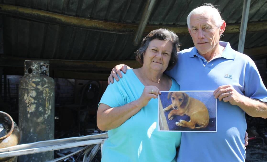 MISSING DOG: Jenny Woods and Merv Woods of Greenbank are showing a photo of their puppy Ramsie, hoping a member of the public with recognise her.