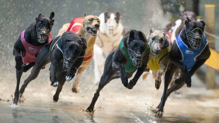 Logan City Council will now decide the future of Cronulla Park, previously designated for a greyhound racing track. Photo: File