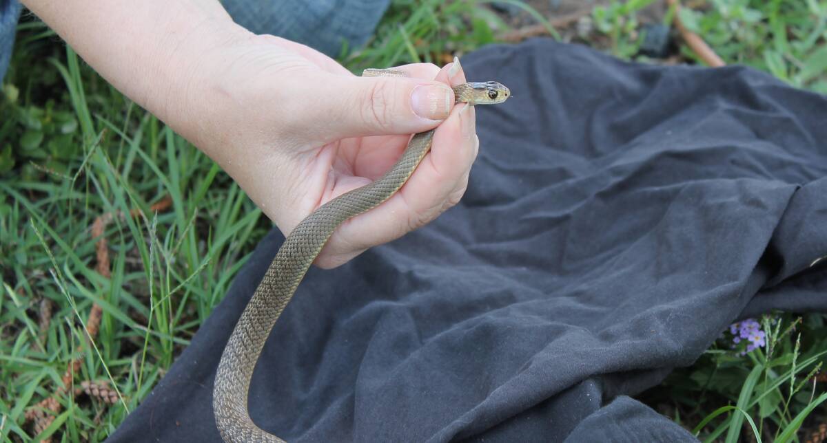 Southside Snake Services owner Tanzen has already been called out to at least 50 snake incidents around Jimboomba since January 1, 2017.