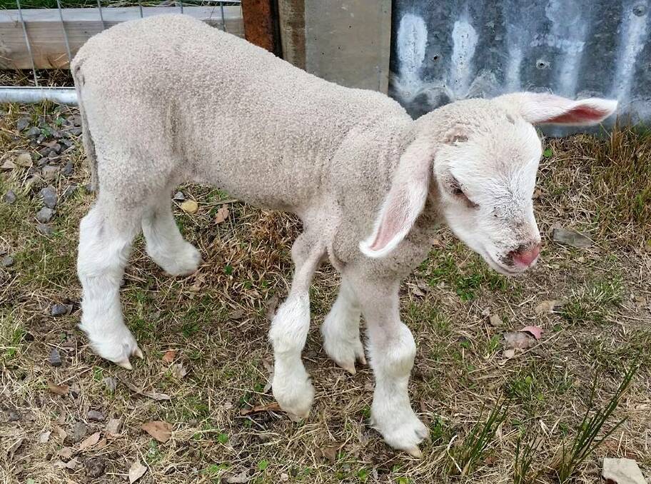 Jake the Peg, the lamb with an extra leg