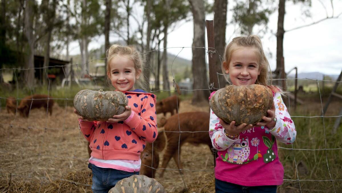 Families can join the farmers for a guided farm walk and the excitement of the ‘Smashing Pumpkins’ pig feeding tour at Tommerup's Dairy Farm