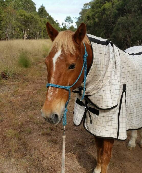 WANTED: Pet horse Rafiq has been missing since the floods. Photo: Supplied