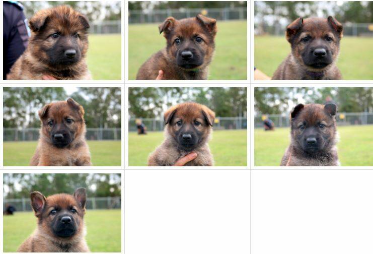 The seven police puppies. Photo: Queensland Police.