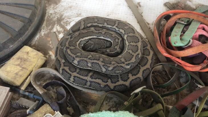 A large carpet python curled under shed items. Mr Bromley said the snake was retrieved from a Laravale property on August 31. Photo: Supplied 