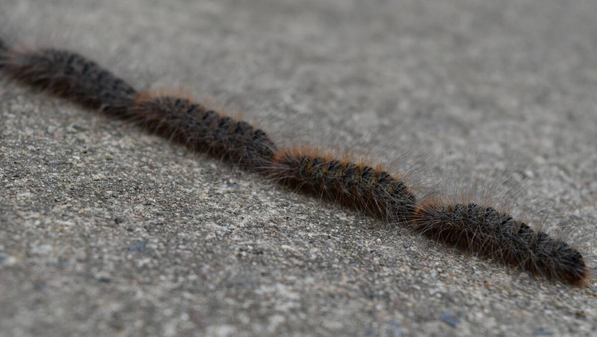 GRUBS GALORE: Hairy caterpillars have been spotted in the greater Jimboomba region. Professor Myron Zalucki said they should not be handled. Photo: Sandra Addley