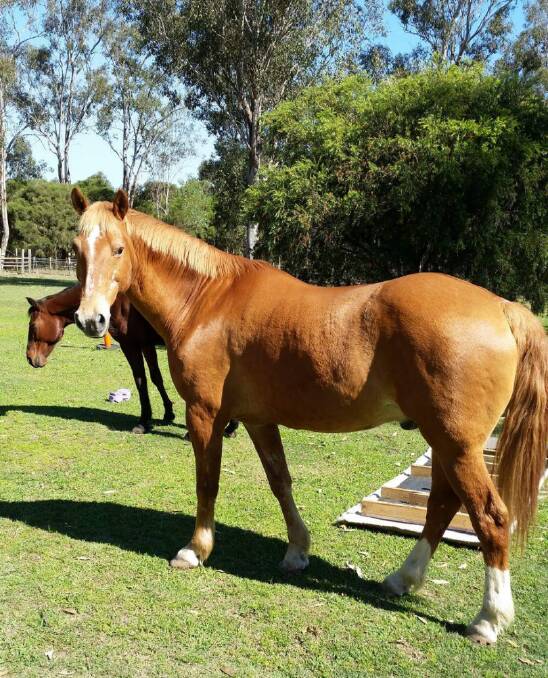 Rafiq is described as a 16hh tall, chestnut-coloured horse, with distinctive white head markings. Photo: Supplied