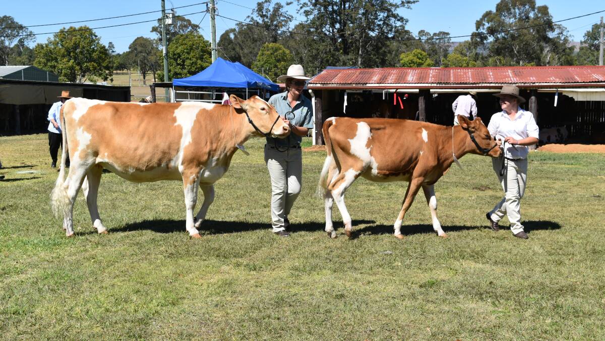 DAIRY BEST: Guernsey cows were trotted around the field for competition at the Beaudesert Show. Photo: Hannah Baker