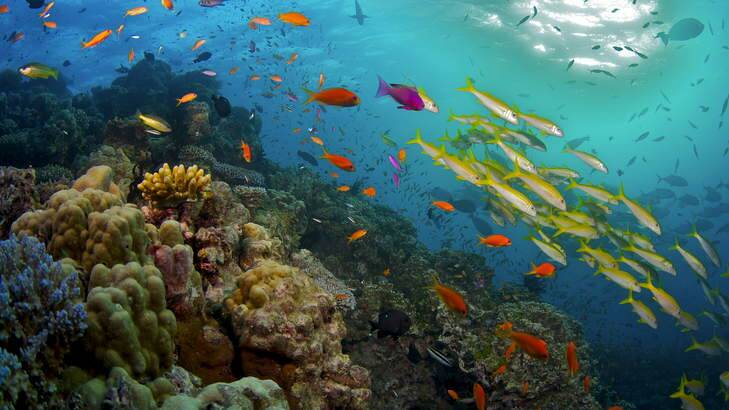 Information on the health of the Great Barrier Reef is set to be available to the public.
