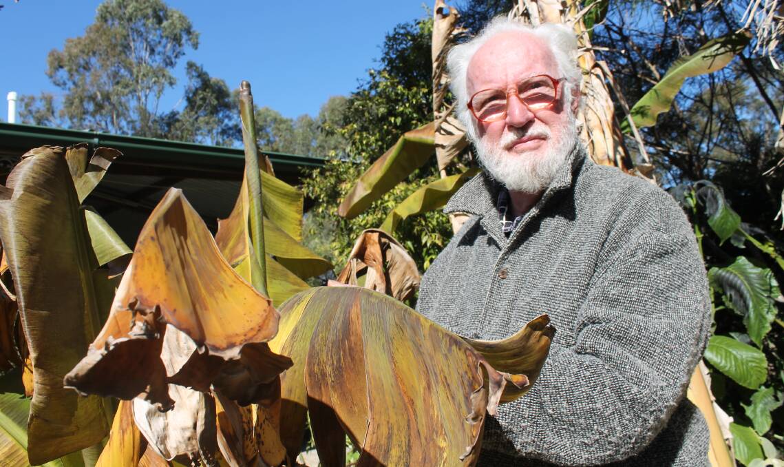 Logan Village Social Garden Club community liaison Allan Pettigrew inspects the remains of one of his banana trees, killed by frost in the recent cold snap.