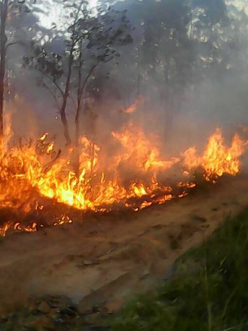 Flames burn through the pine forest near Yarrabilba. Source: Logan Village Rural Fire Brigade Facebook page.