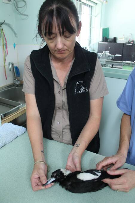 Jimboomba veterinary nurse Fiona Valintine examines the magpie.