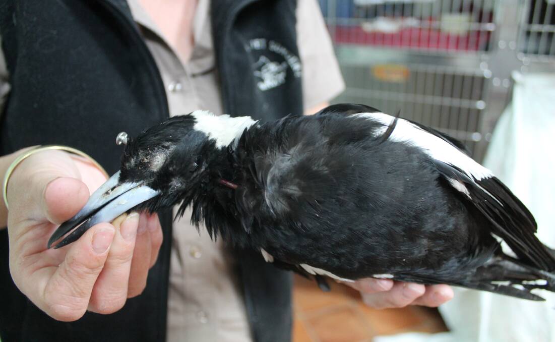 The RSPCA is investigating another animal cruelty case in Jimboomba after a magpie was killed with a nail last week.