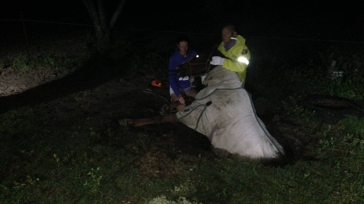A horse is comforted by its owner and a firefighter after falling into a disused well at a property at Greenbank.