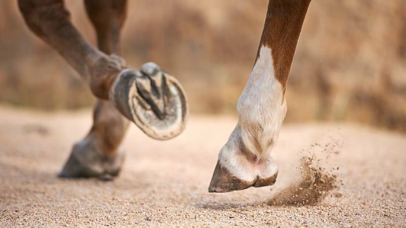 HORSE HEALTH: The Australian Veterinary Association is appealing for more horse owners to vaccinate their animals.
