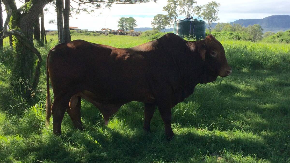 GRAZING GUEST: The bull was one of about 20 head of cattle that wandered onto the Riemore Estate after flood damage to fences at Tamborine. Photo: Supplied