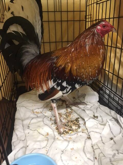 CRUELTY: Raids across Queensland properties alleged to have links to cockfighting seized 186 cock birds. Photo: Supplied