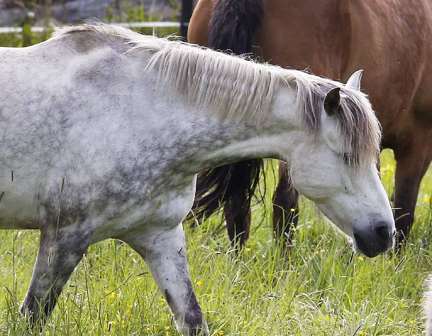 EQUINE RISK: A Hendra virus case in the Gold Coast hinterland has renewed calls for vaccination. Photo: Michael Probst