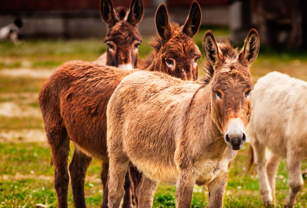 A week of horse trading might buy a donkey | Editorial