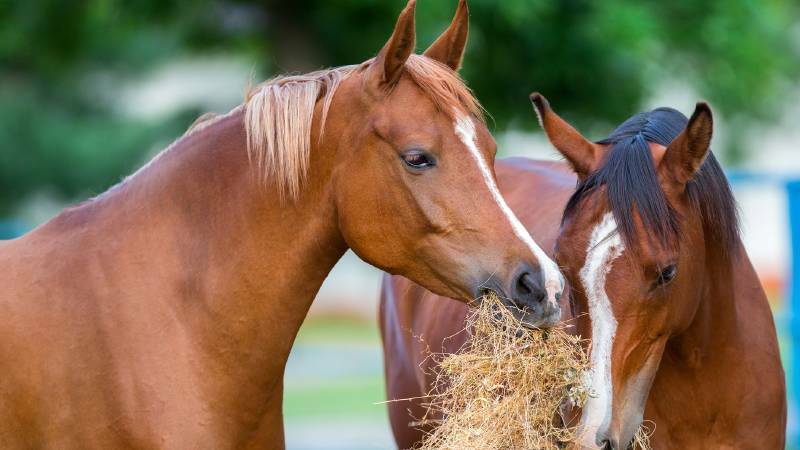 HENDRA RISK: A Tamborine Mountain vet has stated his practice will not treat unvaccinated horses until further notice.