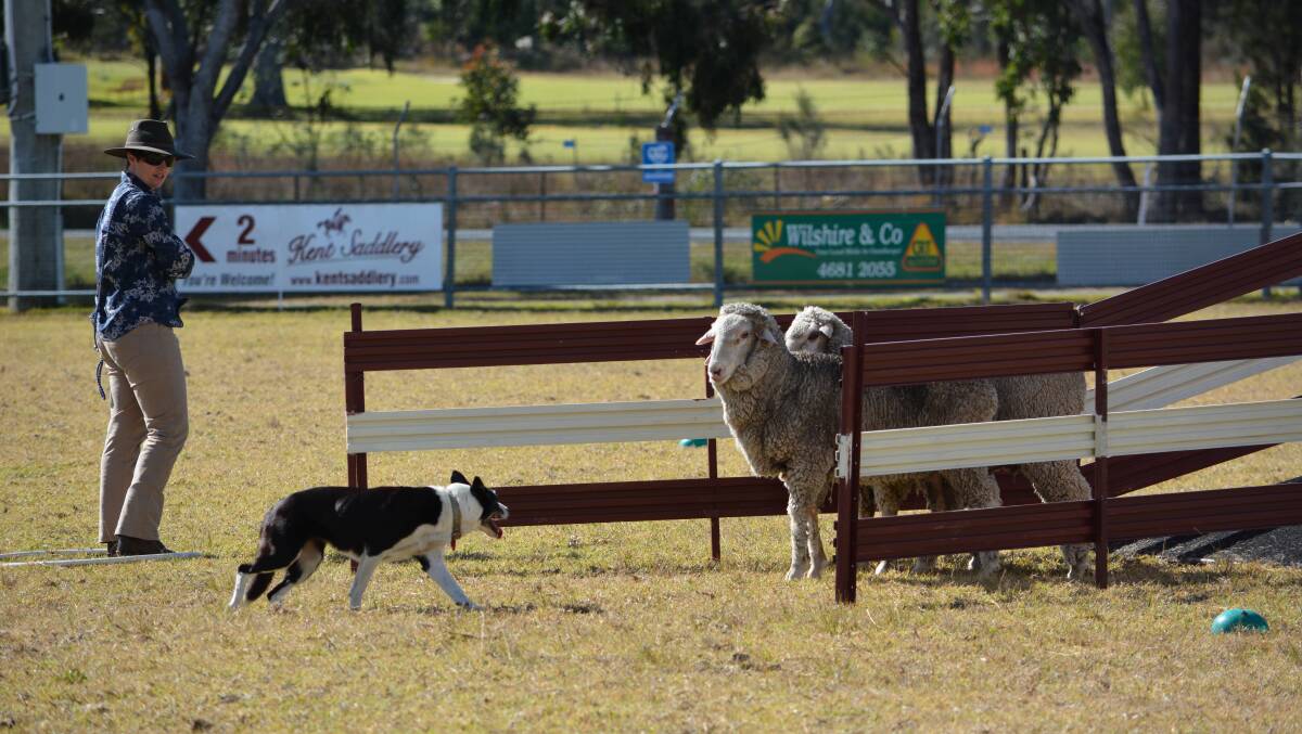 Tracey Mammen and her dog Jill at the Queensland Supreme. Photo: Christine Hunt