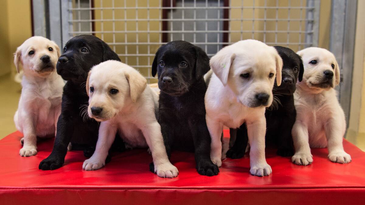 PUPPY PICTURE: Buying puppies from Queensland breeders that follow the guidelines is now easier via a free register.