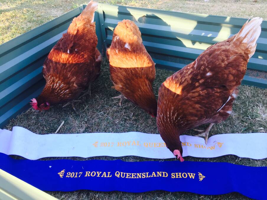 WINNERS: Best presented trio of hens. Photo: Supplied 