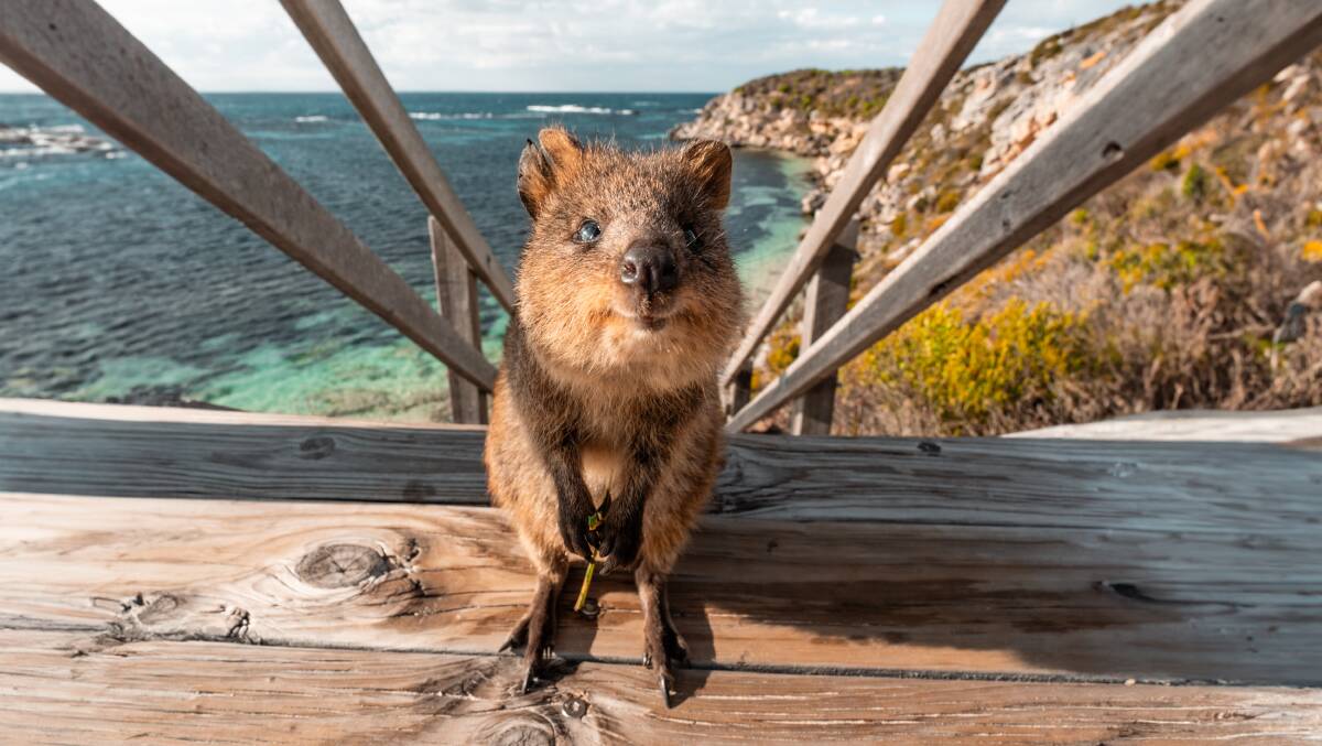Up close with quokkas on Rottnest Island. Picture: Tourism Western Australia