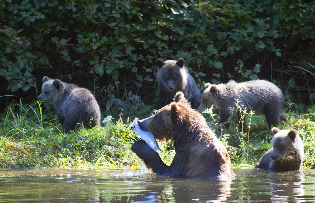 Grizzly bears of Vancouver Island. Picture by Getty Images Grizzly bears of Vancouver Island. Picture by Getty Images