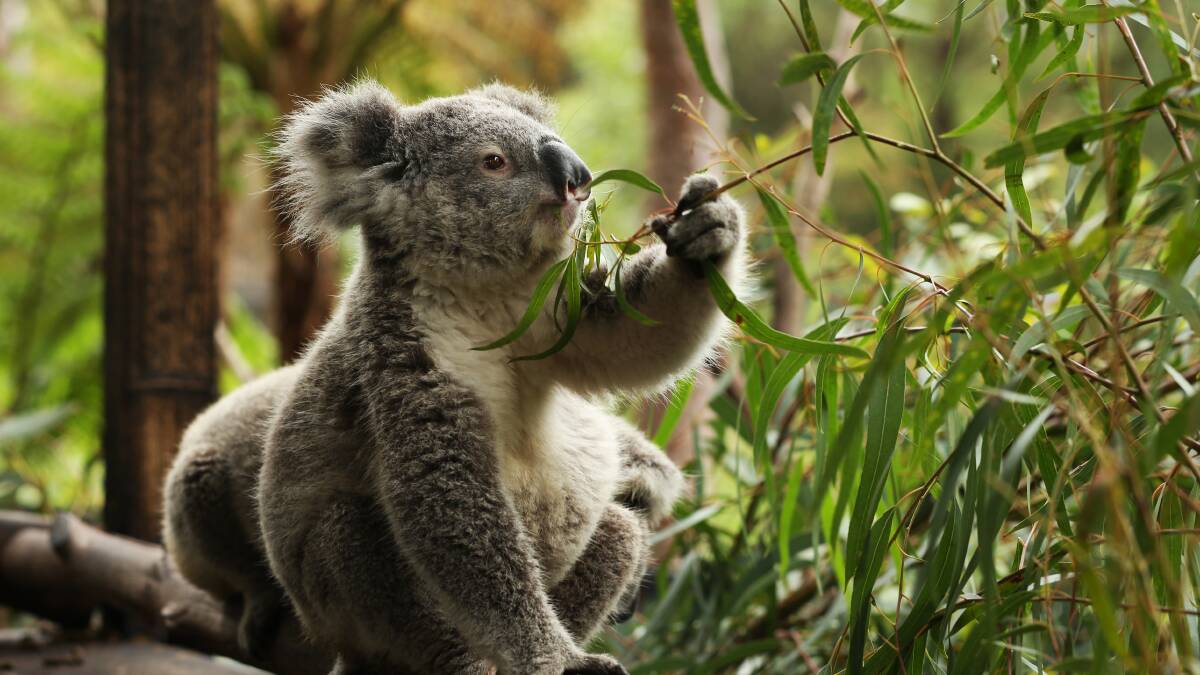 WIRES has launched a new national course for wildlife carers so more people can help the endangered koala. Picture: Simone De Peak