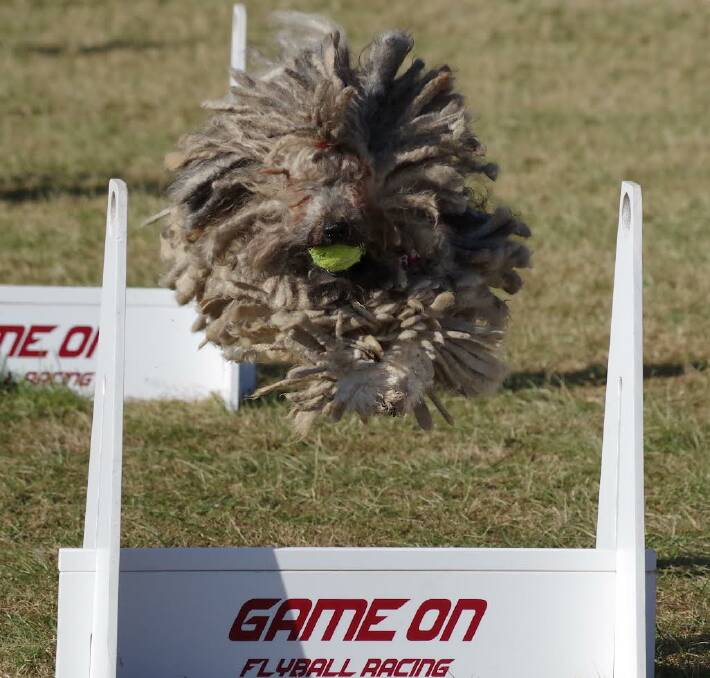 All dogs are welcome at GameOn Flyball Racing.