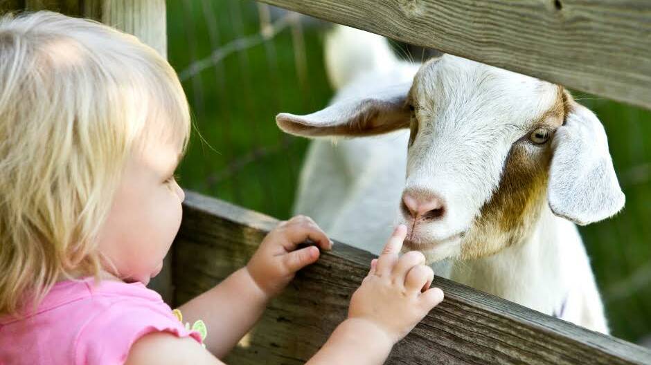 A petting zoo will delight children at this months Eats & Beats event in Berrinba. Picture supplied.
