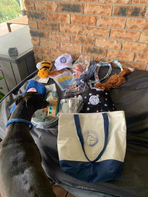 RETIRED: Retired Greys delivers tailored care packages to assist greyhounds with their transition into retirement. picture: Supplied.