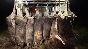 Australian pig hunters could be removing an estimated one million pigs a month, according to data collected by the Australian Pig Doggers and Hunters Association. Picture supplied APDHA