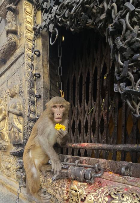 A Monkey at Swayambhunath Temple. Picture: Natascha Mirosch