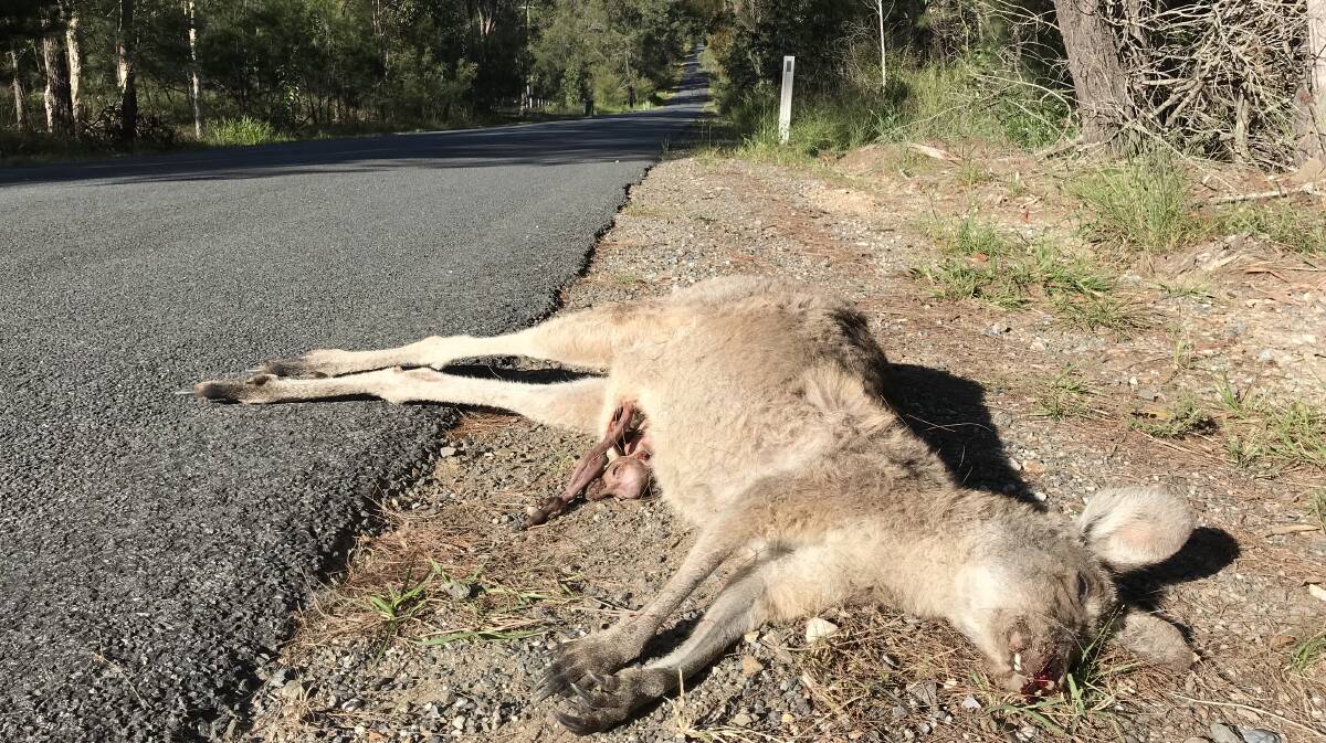 ROAD KILL: An increasing number of dead kangaroos on Lyndale Road at Greenbank has angered a resident. Photo: Brenden Ward