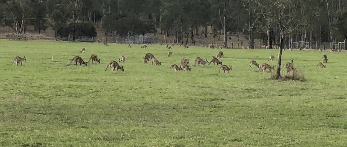 ON THE MOVE: Jimboomba landowner Scott Nicholls is seeking solutions to protect his income after kangaroos destroyed his barley crop this year. 