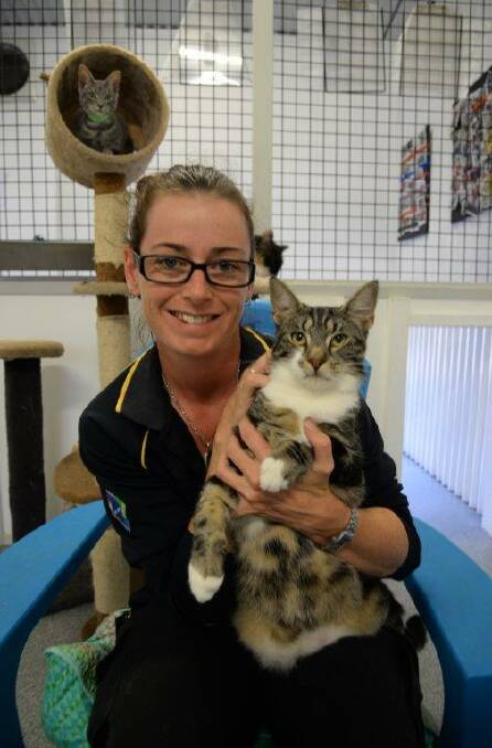 ADOPT: Animal Management Centre officer Sophie Martin with Tabby cat Zac who has been waiting for a new home for almost six months. Photo: Supplied
 