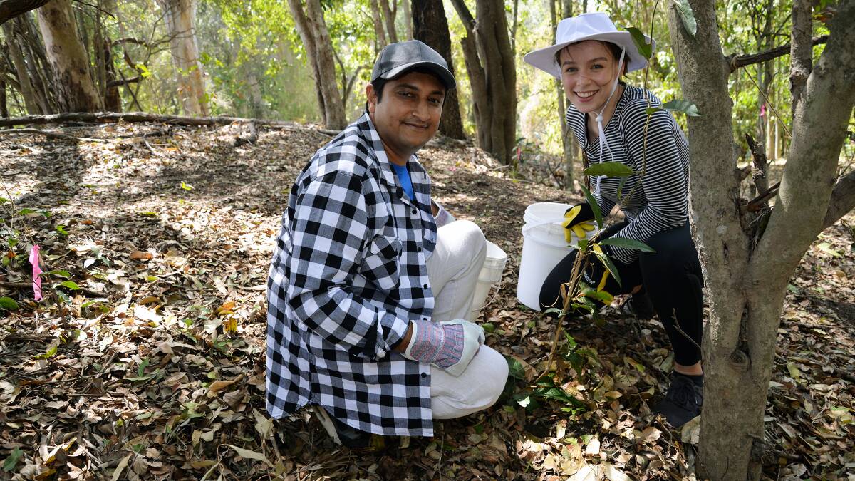 VOLUNTEERS: Genevieve Ash and Niraj Bhatt tend to newly planted Richmond Birdwing Butterfly vines at Tamborine.
