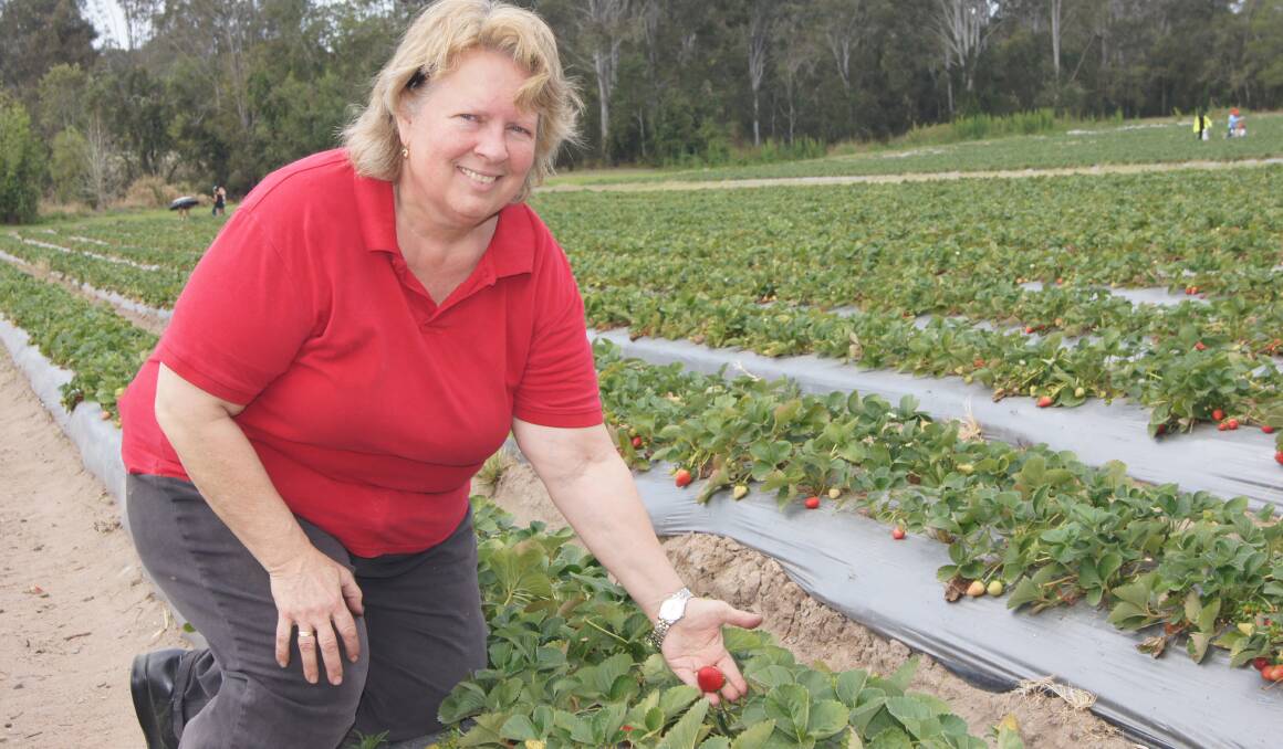 JUICY: Chambers Flat strawberry farm owner Laura Hendriksen thanked customers for supporting growers. Photo: Jacob Wilson
