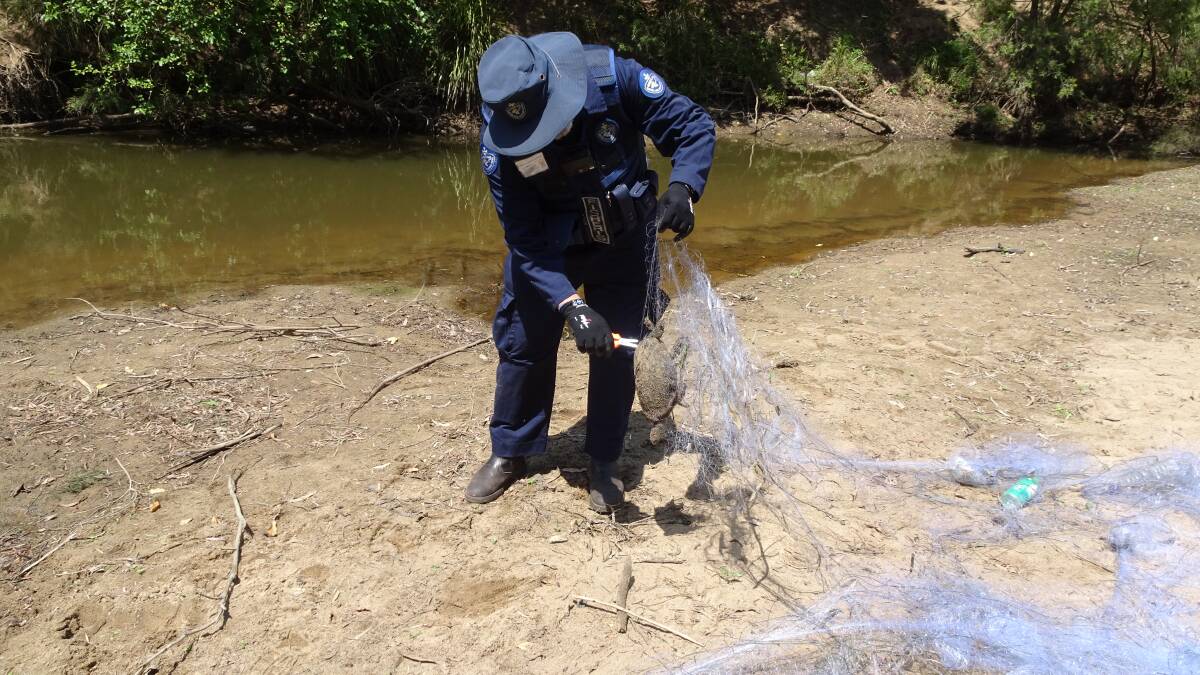 SORDID: Scores of dead wildlife were found in illegal fishing nets at Jimboomba in the Logan River. Photo: Department of Fisheries