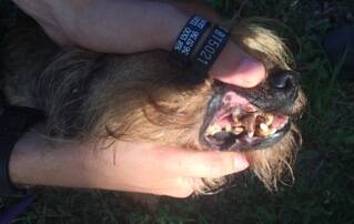 POOR CONDITION: A Jimboomba vet lost ownership of an 11-year-old Border Terrier dog which was found living in appalling conditions during an RSPCA raid in October last year. Photo: RSPCA