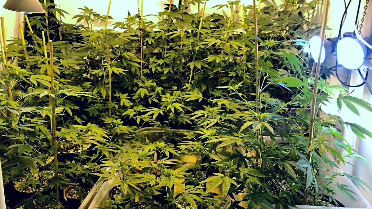 RAID: Police allege to have found more than 100 marijuana plants at a Browns Plains residence on Wednesday, January 9. Photo: Queensland Police