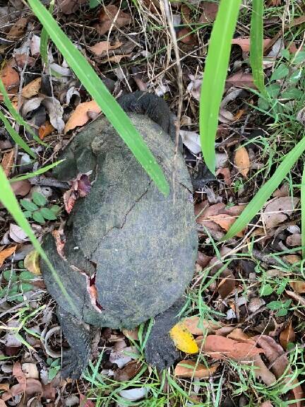 A broad shelled turtle was struck by a car at Park Ridge on Friday, November 23. 