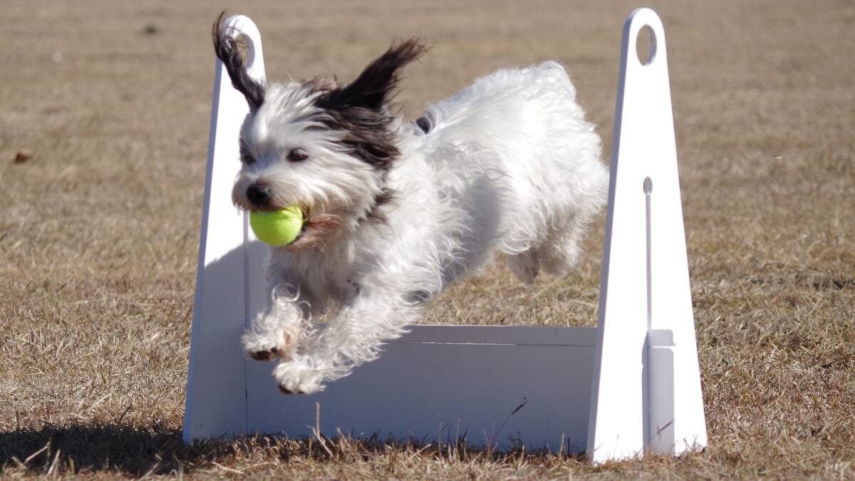 CUTE: Game On Flyball Racing Jimboomba accepts all breeds for training. Photo: Game On Flyball Racing